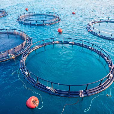 Aquaculture net pens hold farmed seafood. Fish require dissolved oxygen in water, but too much can cause disease.